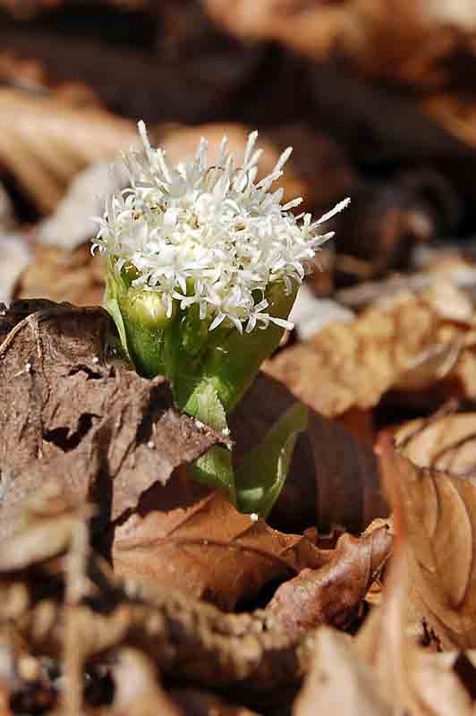 Petasites albus